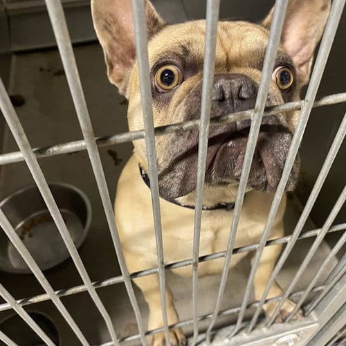 Photo of A615475, adoptable French Bulldog in Modesto, California