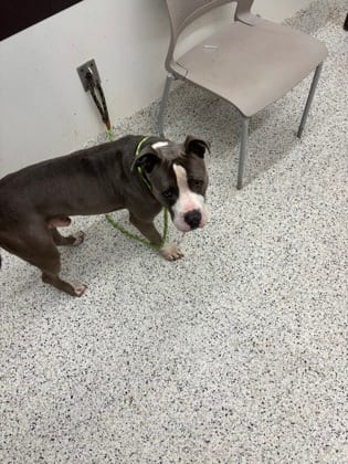 Photo of College, adoptable dog in Atlanta, Georgia