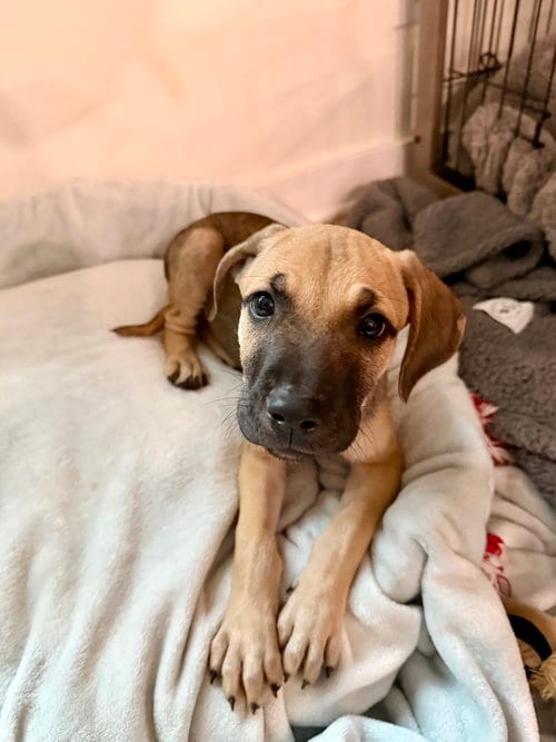 Photo of Poppy, adoptable Terrier in Mooresville, North Carolina
