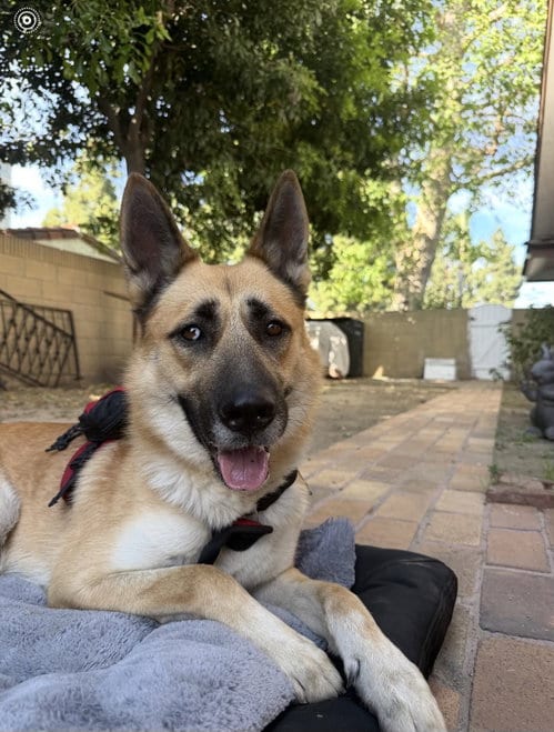 Photo of Miles, adoptable German Shepherd Dog in ROSEVILLE, California