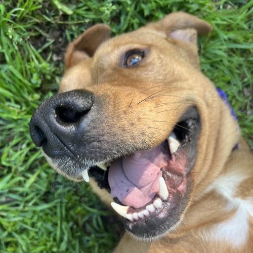 Photo of Rory, adoptable Labrador Retriever in Dallas, Texas