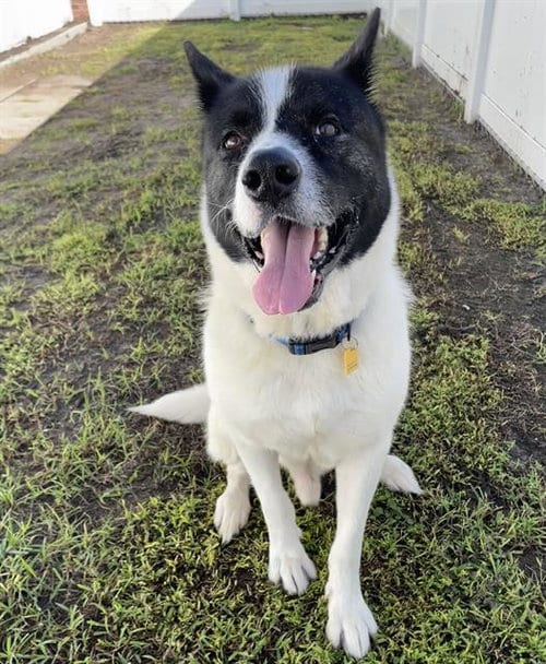 Photo of Howie, adoptable Akita in Palmetto, Florida