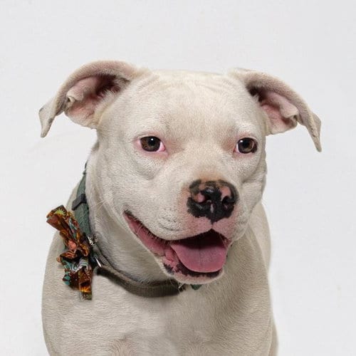 Photo of Pinky, adoptable Dogo Argentino in Santa Maria, California