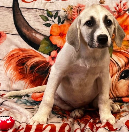Photo of Paisley, adoptable Labrador Retriever in Pryor, Oklahoma