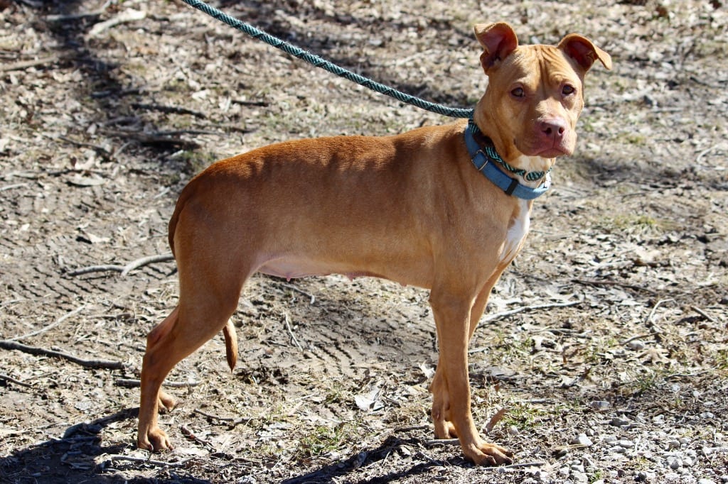 Photo of Pringle, adoptable Mixed Breed in Brazil, Indiana
