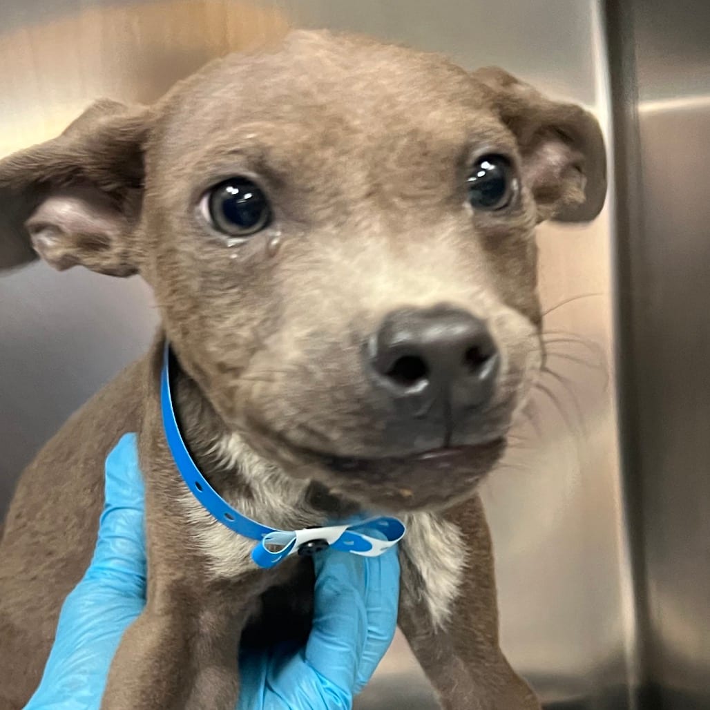 Photo of Dallas, adoptable Mixed Breed (Small)