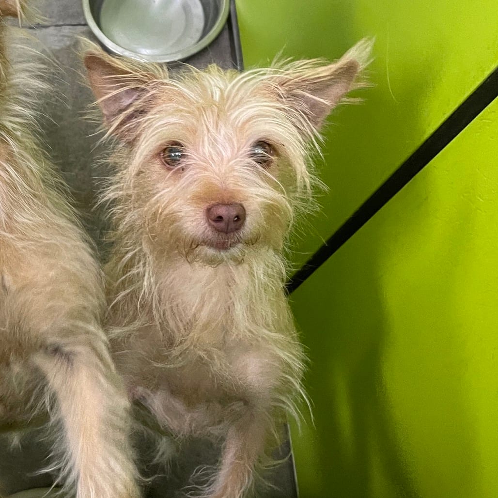 Photo of Nova, adoptable Terrier / Chihuahua in Spokane, Washington