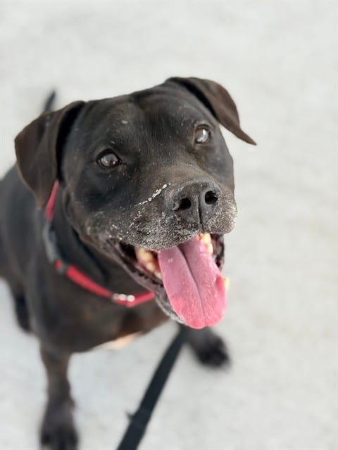 Photo of Klaus, adoptable dog in Palmetto, Florida