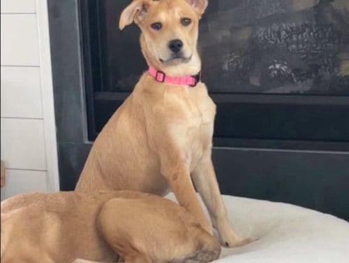 Photo of Maple, adoptable Labrador Retriever in Ball Ground, Georgia