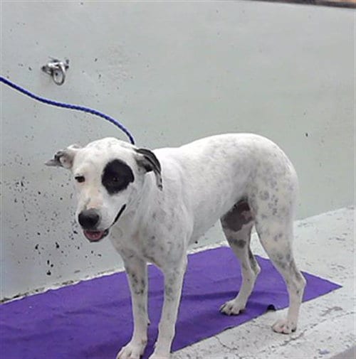 Photo of Nieve, adoptable Black Mouth Cur in Houston, Texas