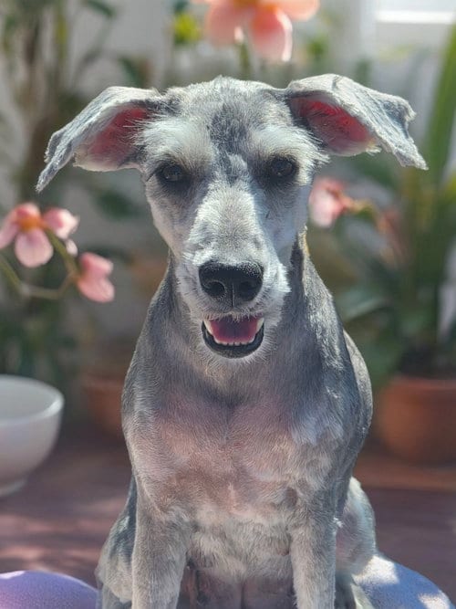 Photo of Moxie, adoptable Schnauzer in Phelan, California