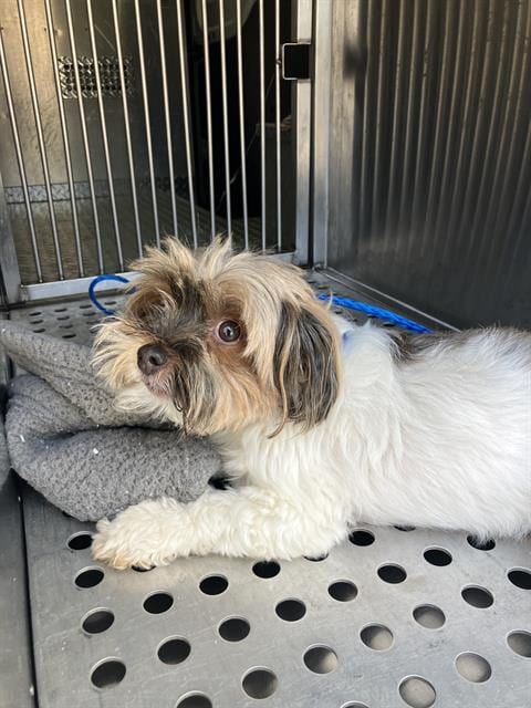 Photo of Fandogh, adoptable Shih Tzu in Dallas, Texas