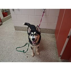 Photo of Freeze, adoptable Husky in Colorado Springs, Colorado