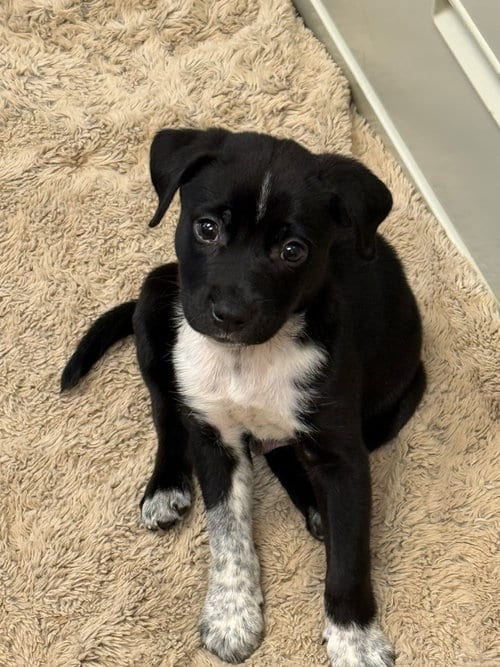 Photo of Clyde, adoptable Labrador Retriever in Clarkston, Michigan