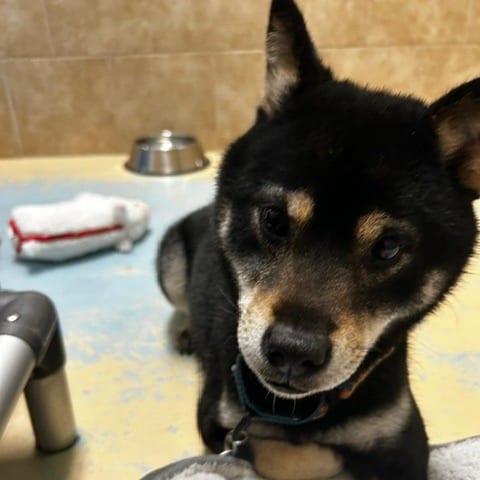 Photo of Quigley, adoptable Mixed Breed (Small) in Cape Girardeau area, Missouri
