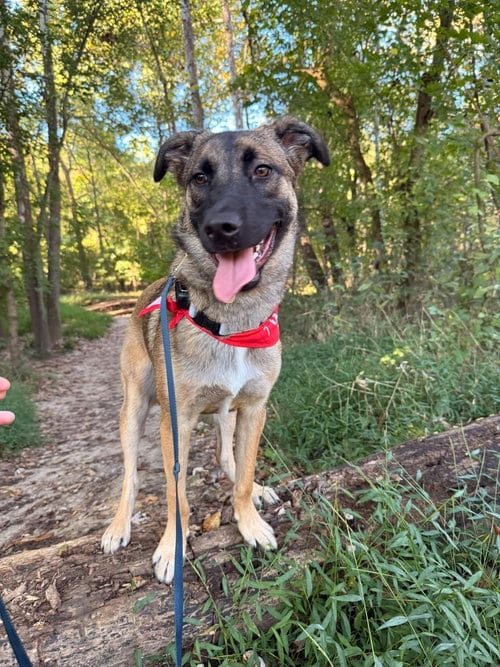 Photo of Nelly Fur-Tado - Located in Missouri, adoptable Belgian Shepherd Malinois in Imlay City, Michigan