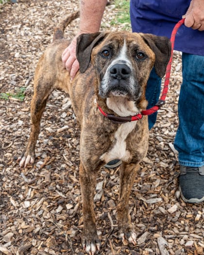Photo of Bremming, adoptable dog in Chamblee, Georgia