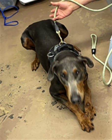 Photo of Scar, adoptable Doberman Pinscher in Chicago, Illinois