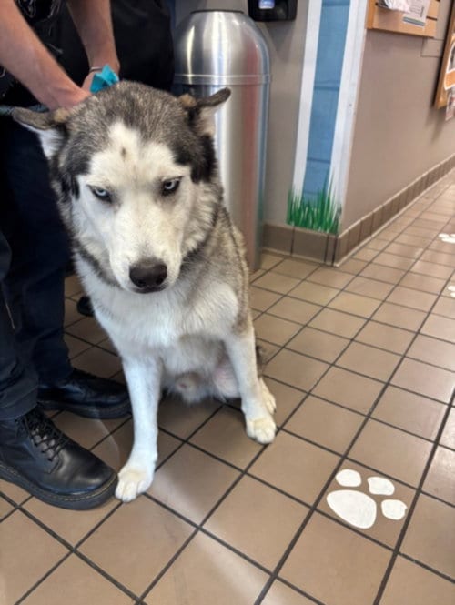 Photo of Denali, adoptable Siberian Husky in Burbank, California