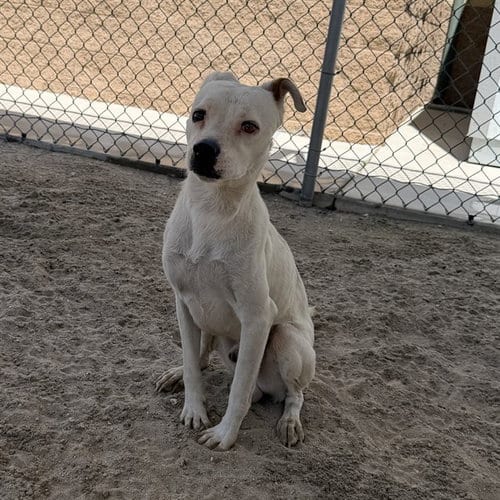 Photo of Marcus, adoptable Terrier in Thousand Palms, California