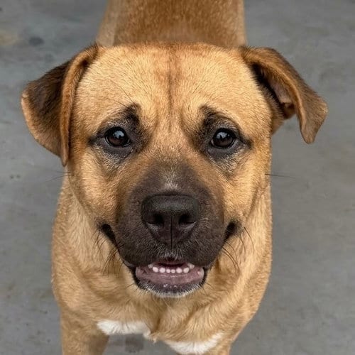 Photo of Chief, adoptable Terrier in Canton, Connecticut