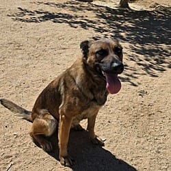 Photo of Bingo, adoptable Belgian Malinois German Shepherd Dog in California City, California