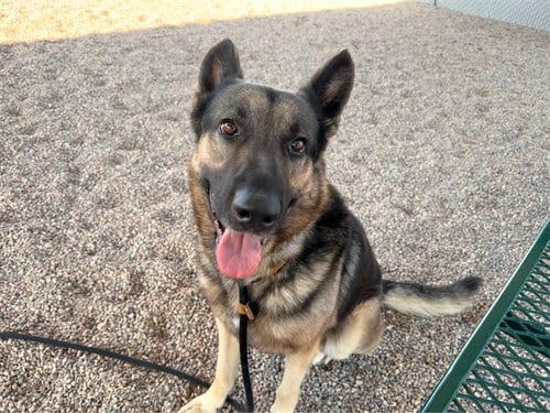 Photo of Kairo, adoptable German Shepherd Dog in Mesa, Arizona