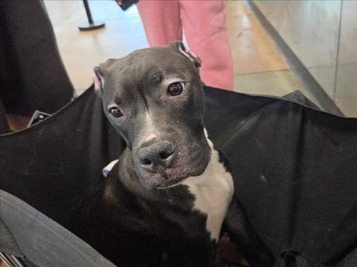 Photo of Brad Pitt, adoptable Pit Bull Terrier in Van Nuys, California