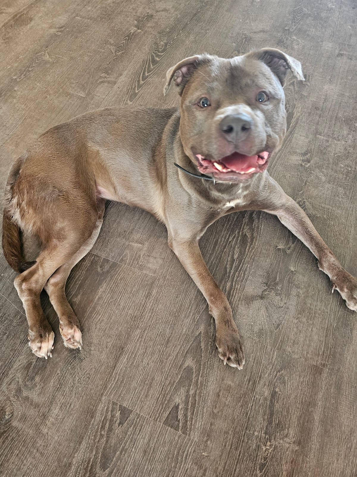 Photo of Luna, adoptable American Staffordshire Terrier in Maricopa, Arizona