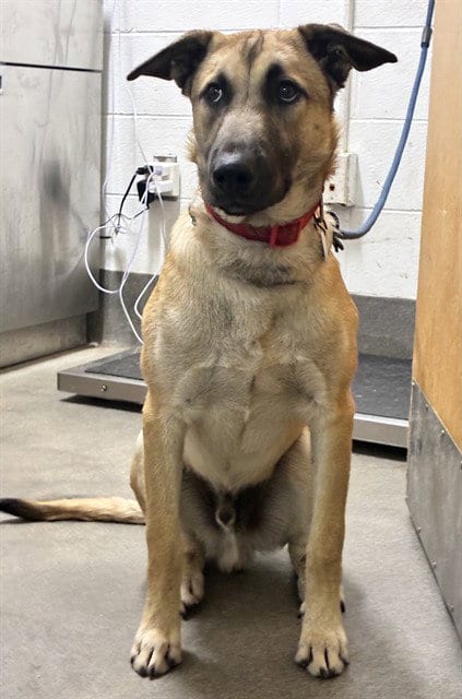 Photo of Joe, adoptable German Shepherd Dog in Forestville, Maryland