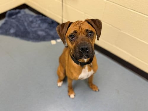 Photo of Applejack, adoptable Boxer in Denver, Colorado