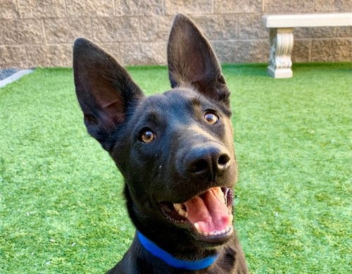 Photo of Kevin, adoptable Australian Cattle Dog/Blue Heeler in Moreno Valley, California