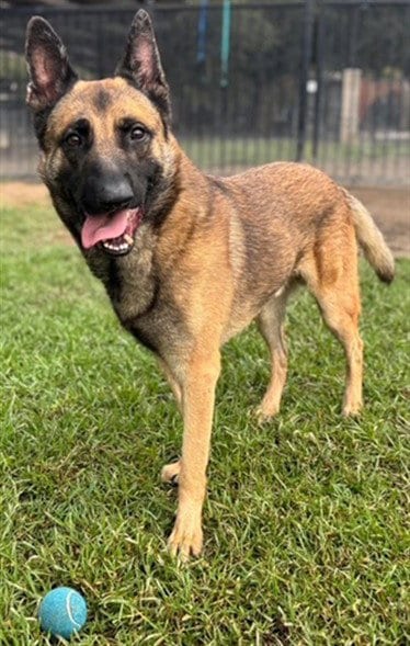 Photo of Tonka, adoptable German Shepherd Dog in Riverside, California