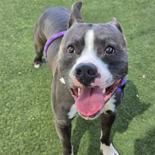 Photo of Franky, adoptable Staffordshire Bull Terrier in Phoenix, Arizona