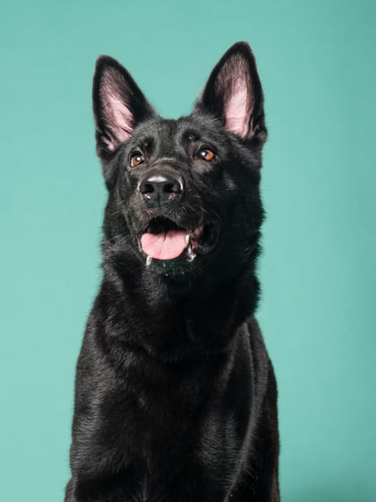 Photo of Moreland, adoptable dog in Atlanta, Georgia