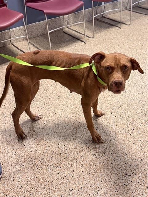 Photo of Robin, adoptable Terrier in Miami, Florida