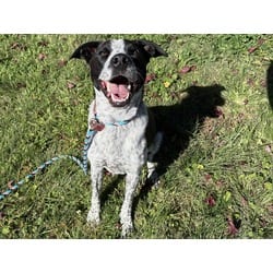 Photo of Banjo, adoptable Australian Cattle Dog in Colorado Springs, Colorado