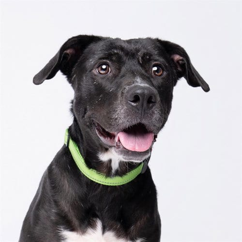 Photo of Beatrice, adoptable Black Mouth Cur in Pearland, Texas
