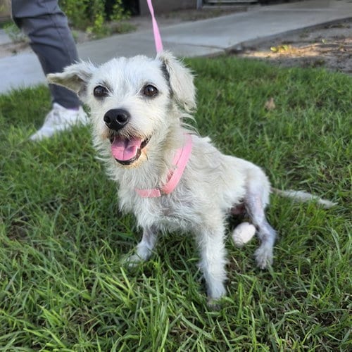 Photo of Hanalei, adoptable Terrier in Long Beach, California