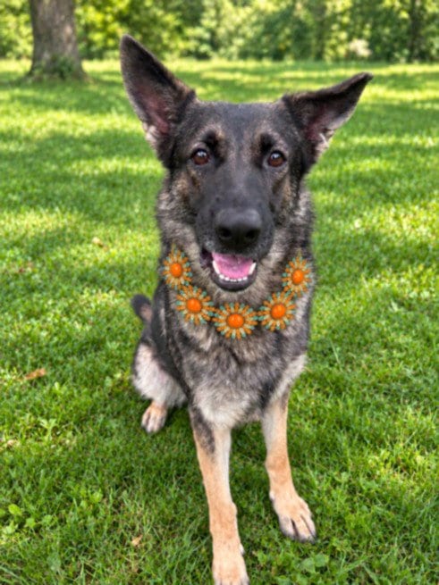 Photo of Adelina, adoptable German Shepherd Dog in Clinton Township, Michigan