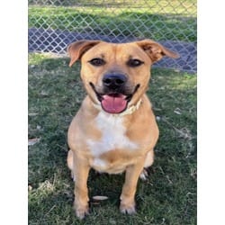 Photo of Persimmon, adoptable Black Mouth Cur in Texas City, Texas