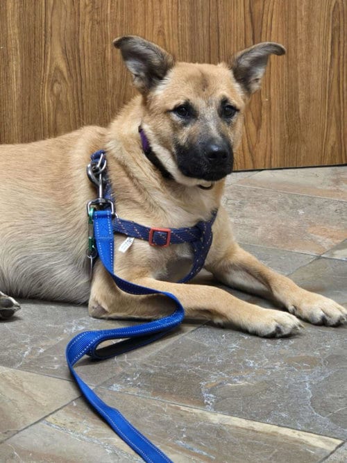 Photo of Bruno, adoptable Labrador Retriever in Poplar Bluff, Missouri