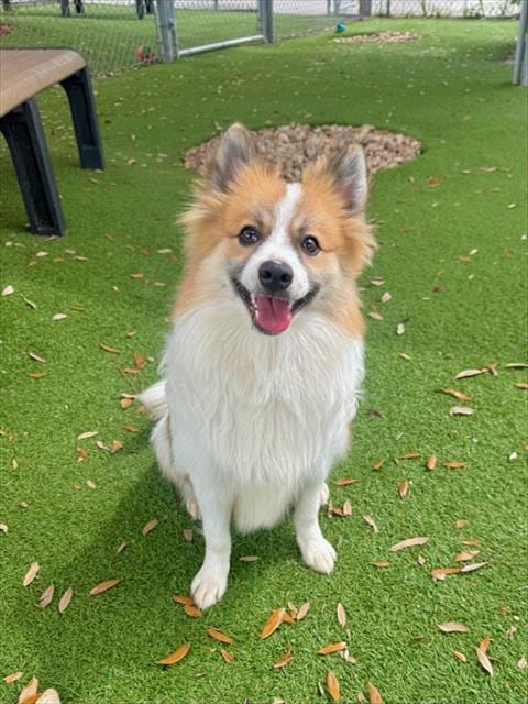 Photo of Ollie, adoptable Pomeranian in Fort Myers, Florida