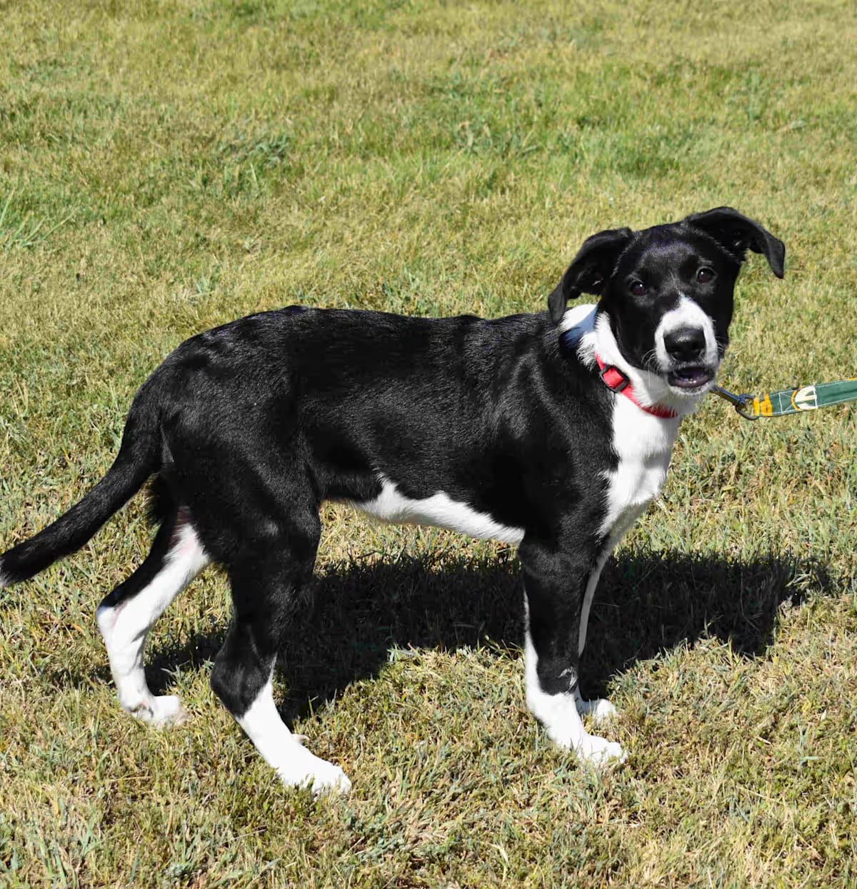 Photo of Molly, adoptable Mixed Breed (Large) in Searcy, Arkansas