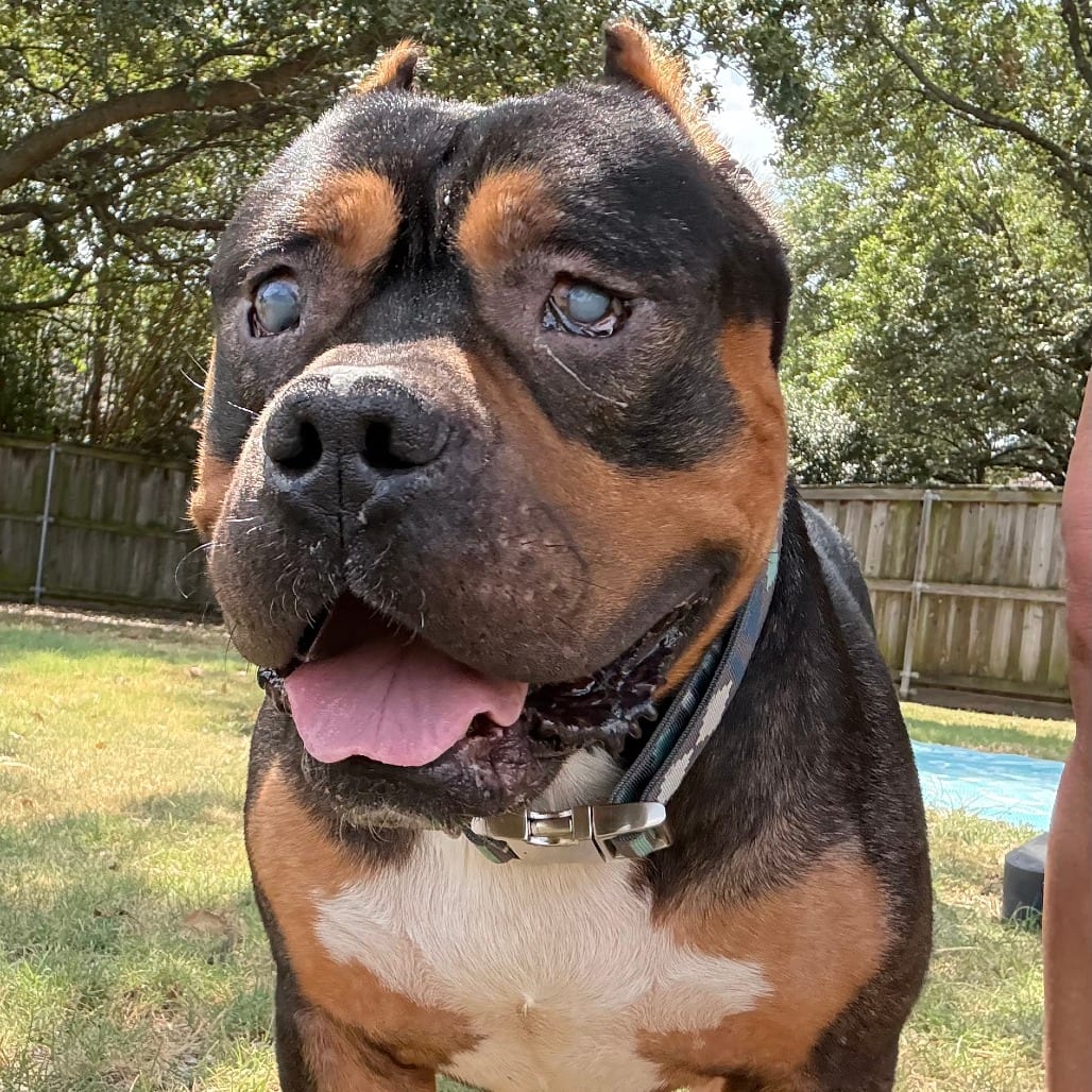 Photo of Dalton, adoptable Terrier, Pit Bull in Dallas, Texas