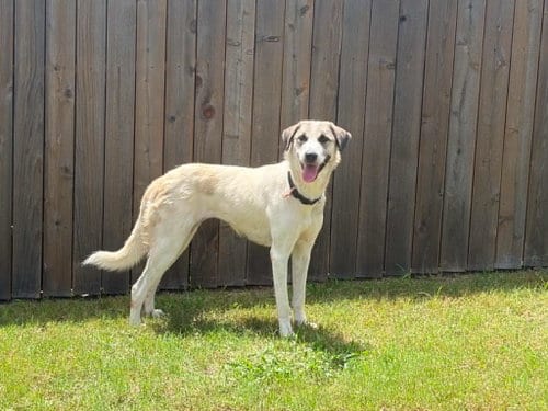 Photo of Lua, adoptable Anatolian Shepherd in Coldwater, Michigan