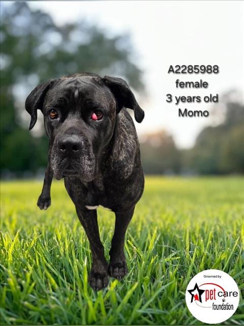 Photo of Momo, adoptable Mastiff in Los Angeles, California