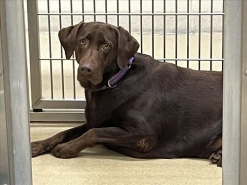 Photo of Elsa, adoptable Labrador Retriever in Chapel Hill, North Carolina