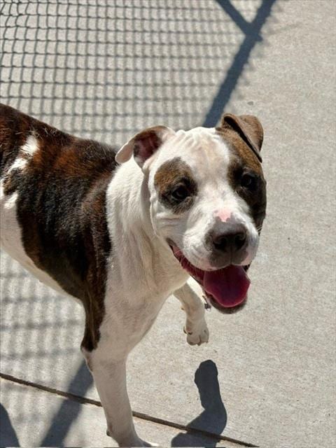 Photo of Parker, adoptable Pit Bull Terrier in Tulsa, Oklahoma