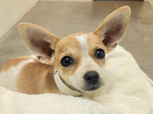 Photo of Gadget, adoptable Chihuahua in Phoenix, Arizona